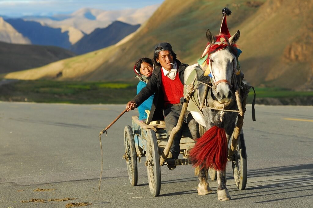 horse drawn carriage, nature, transportation, couple, coach, people, indigenous, ethnic, tibet, landscape, horse, whip, traditionally, culture, nepal